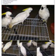 Illustration for article titled Jerks Are Selling Endangered Species on Facebook